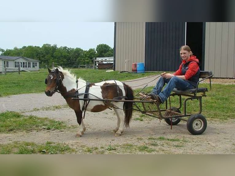 Autres races Hongre 4 Ans 84 cm Pinto in Lexington