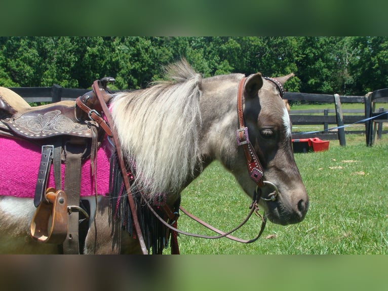 Autres races Hongre 4 Ans 86 cm Pinto in Lexington