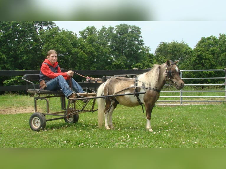 Autres races Hongre 4 Ans 86 cm Pinto in Lexington