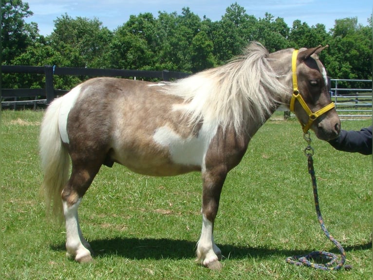 Autres races Hongre 4 Ans 86 cm Pinto in Lexington