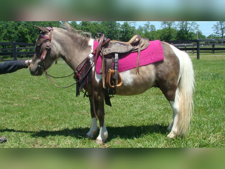 Autres races Hongre 4 Ans 86 cm Pinto in Lexington