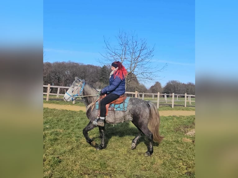 Autres races Hongre 4 Ans Gris pommelé in Linkenbach
