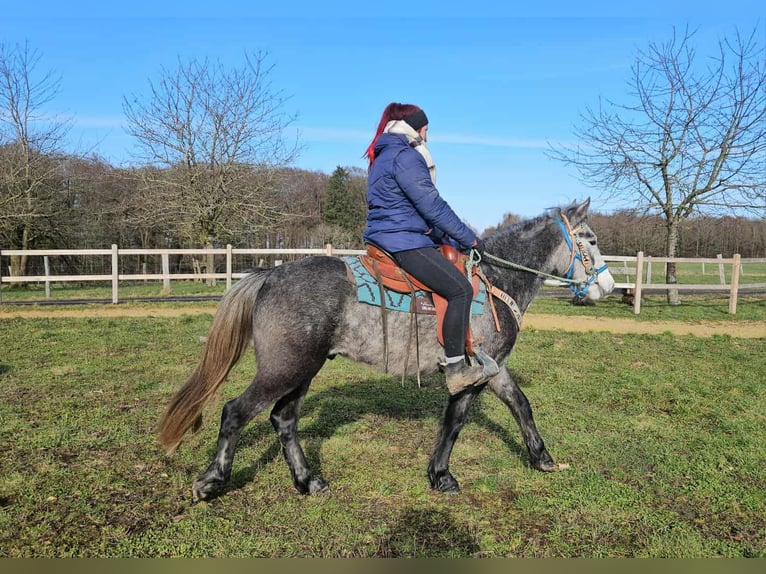 Autres races Hongre 4 Ans Gris pommelé in Linkenbach
