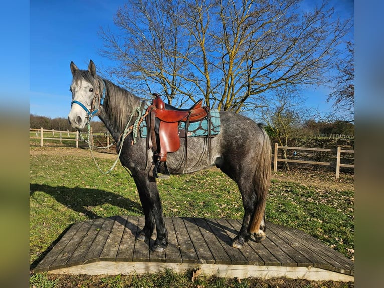 Autres races Hongre 4 Ans Gris pommelé in Linkenbach
