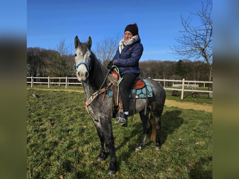 Autres races Hongre 4 Ans Gris pommelé in Linkenbach