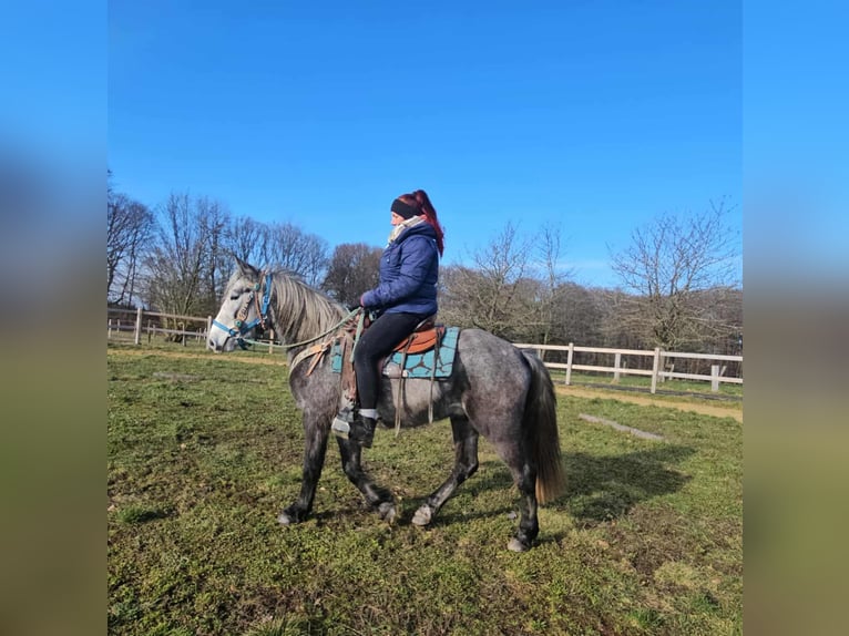 Autres races Hongre 4 Ans Gris pommelé in Linkenbach