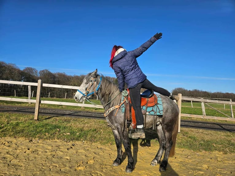 Autres races Hongre 4 Ans Gris pommelé in Linkenbach