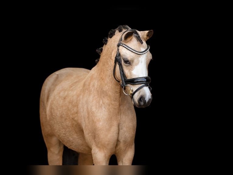 Autres races Hongre 5 Ans 116 cm  in Oost West en Middelbeers