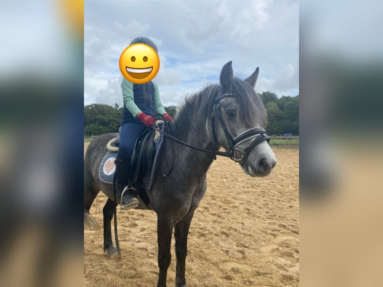 Autres races Croisé Hongre 5 Ans 118 cm Gris pommelé in Hemsloh