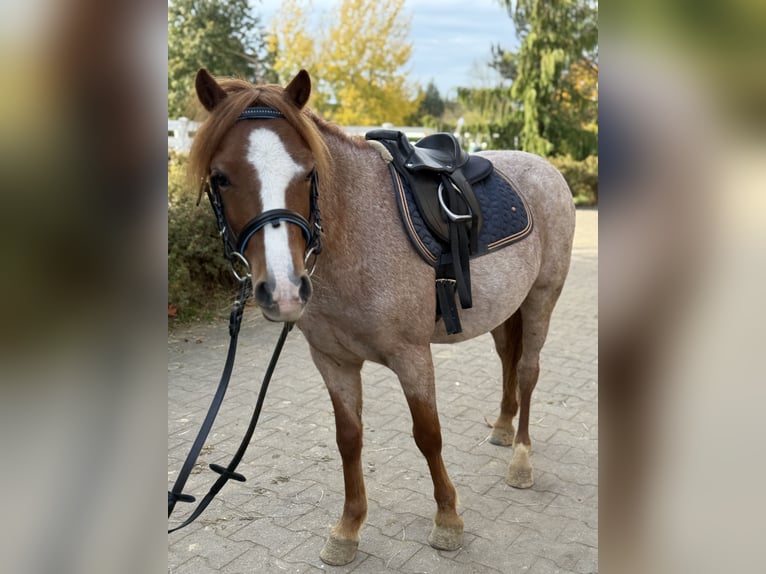 Autres races Hongre 5 Ans 120 cm Alezan in Neu Gaarz