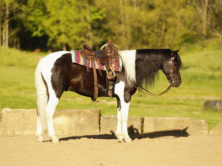 Autres races Hongre 5 Ans 132 cm Pinto in Millersburg