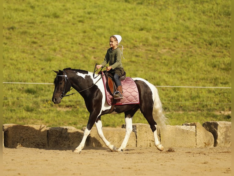 Autres races Hongre 5 Ans 132 cm Pinto in Millersburg