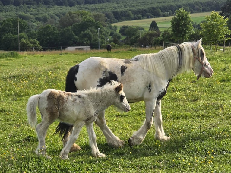 Autres races Hongre 5 Ans 135 cm Pinto in Linkenbach
