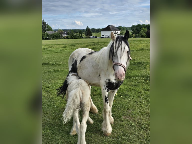 Autres races Hongre 5 Ans 135 cm Pinto in Linkenbach