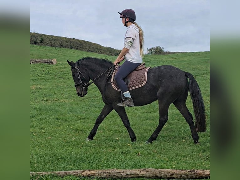 Autres races Croisé Hongre 5 Ans 137 cm Gris (bai-dun) in Morpeth