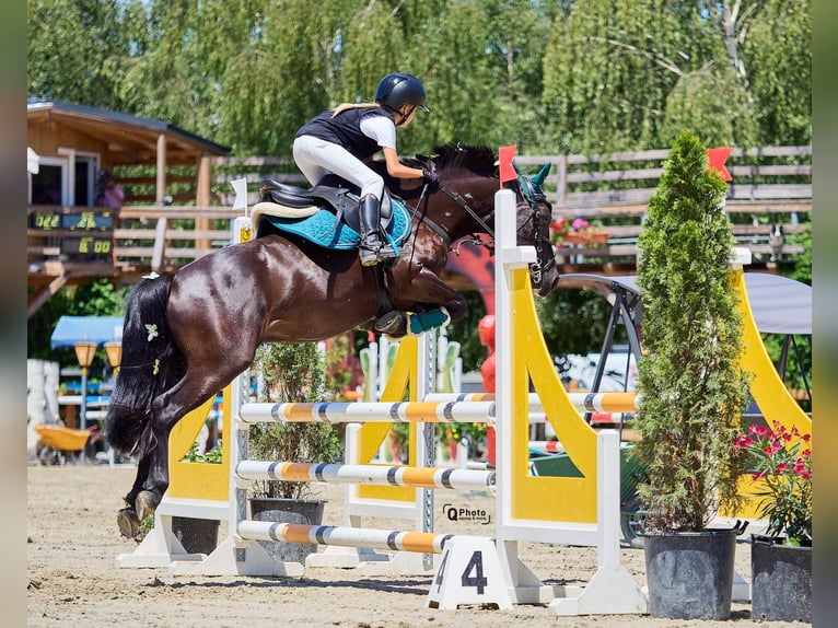 Autres races Hongre 5 Ans 139 cm Bai brun foncé in Braşov