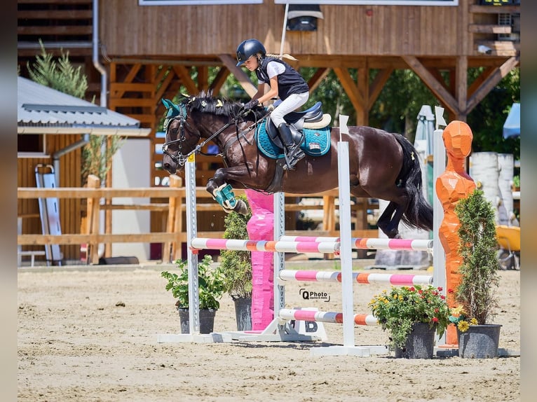 Autres races Hongre 5 Ans 139 cm Bai brun foncé in Braşov