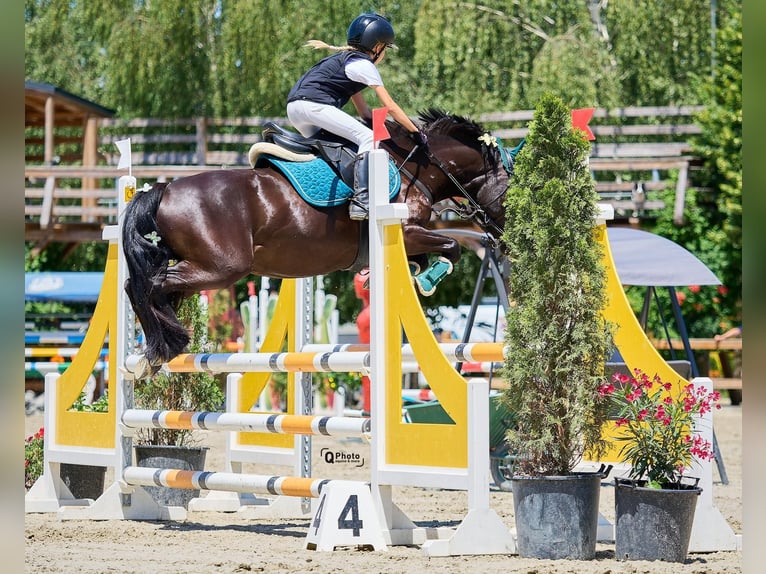 Autres races Hongre 5 Ans 139 cm Bai brun foncé in Braşov