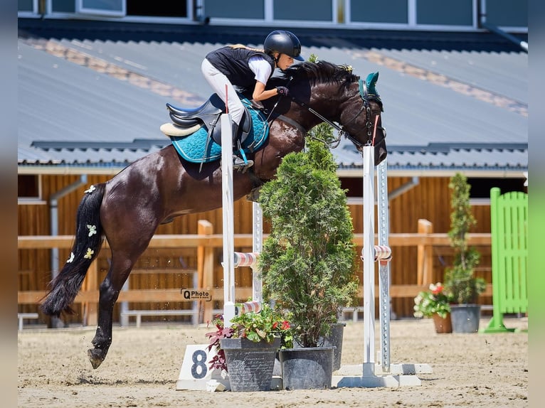 Autres races Hongre 5 Ans 139 cm Bai brun foncé in Braşov