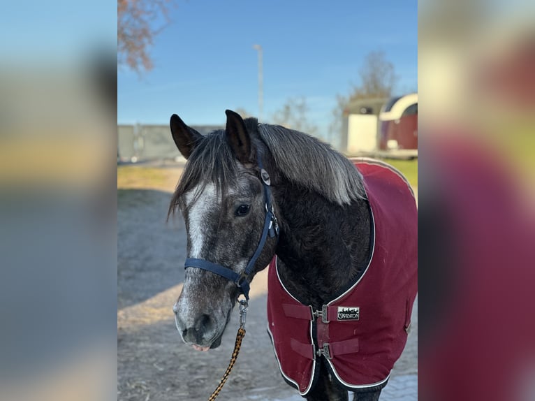 Autres races Croisé Hongre 5 Ans 140 cm Peut devenir gris in Wiesloch