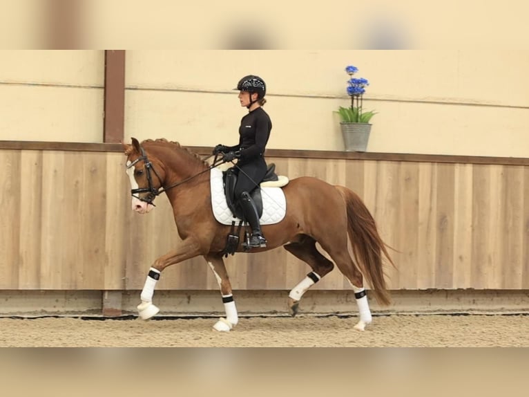 Autres races Hongre 5 Ans 146 cm Alezan in Oost West en Middelbeers