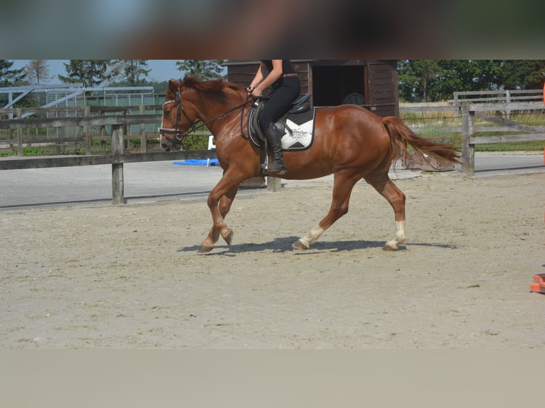 Autres races Hongre 5 Ans 147 cm Alezan in Breda