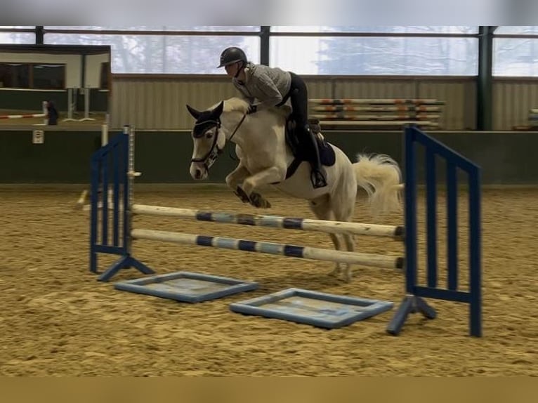 Autres races Hongre 5 Ans 147 cm Palomino in Bad Zwischenahn