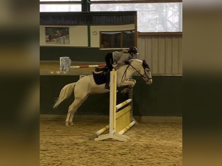 Autres races Hongre 5 Ans 147 cm Palomino in Bad Zwischenahn