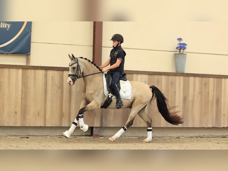Autres races Hongre 5 Ans 148 cm  in Oost West en Middelbeers