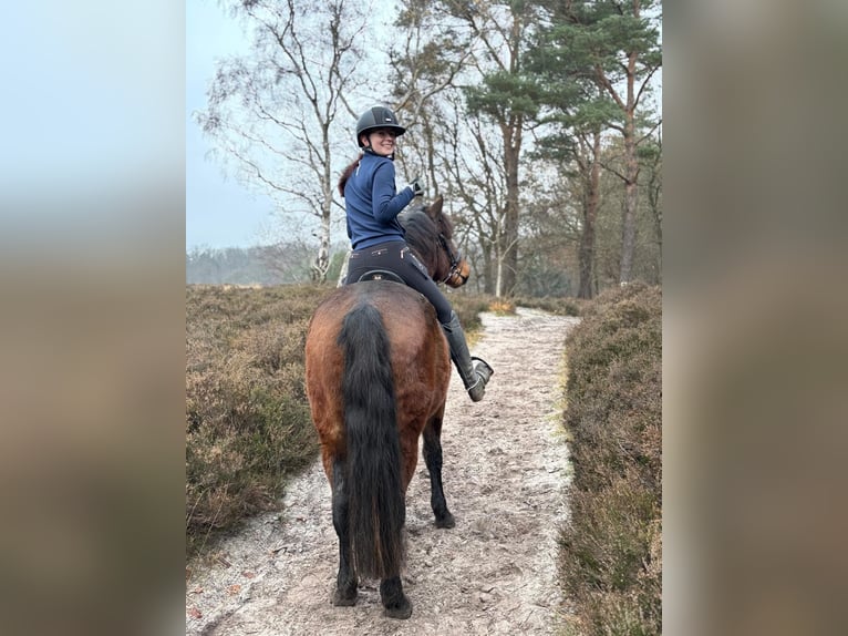 Autres races Hongre 5 Ans 150 cm Bai in de Wijk