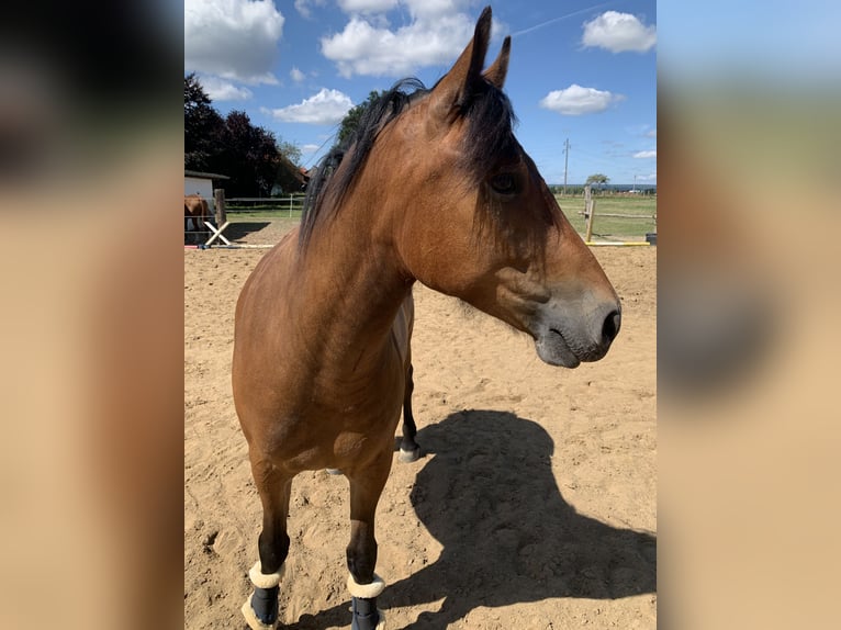 Autres races Croisé Hongre 5 Ans 150 cm Bai in Wolsdorf