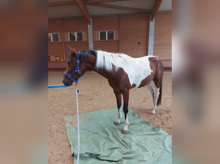 Autres races Hongre 5 Ans 150 cm Pinto in AchstettenAchstetten