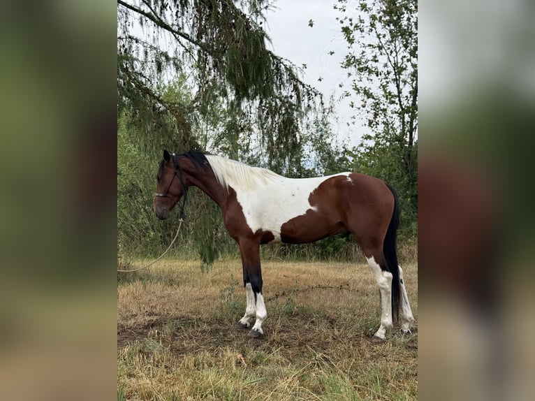 Autres races Hongre 5 Ans 150 cm Pinto in AchstettenAchstetten