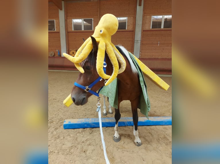 Autres races Hongre 5 Ans 150 cm Pinto in AchstettenAchstetten