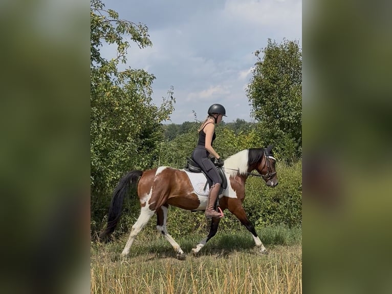 Autres races Hongre 5 Ans 150 cm Pinto in AchstettenAchstetten