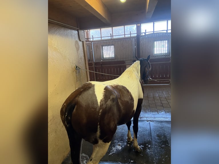 Autres races Hongre 5 Ans 150 cm Pinto in AchstettenAchstetten