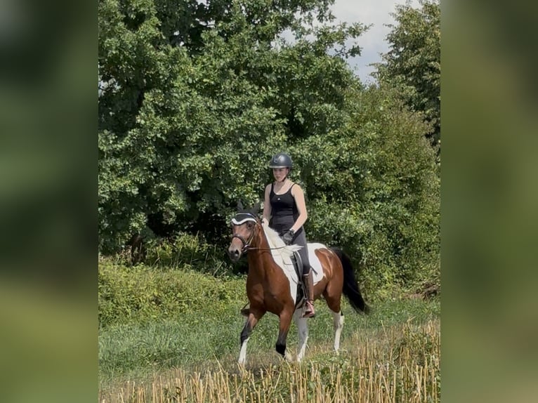 Autres races Hongre 5 Ans 150 cm Pinto in AchstettenAchstetten