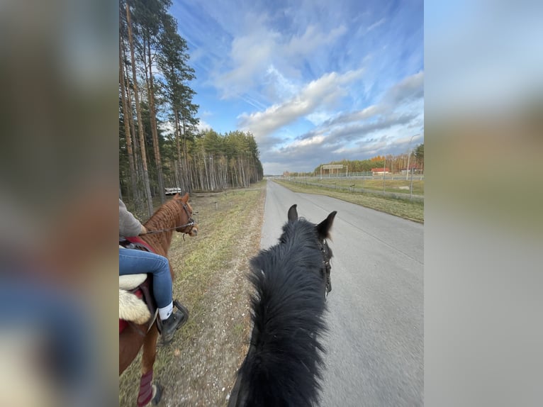 Autres races Croisé Hongre 5 Ans 150 cm Rouan Bleu in Pysznica