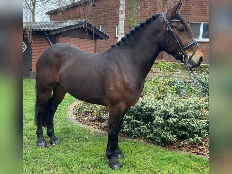 Autres races Hongre 5 Ans 153 cm Bai in Hopsten