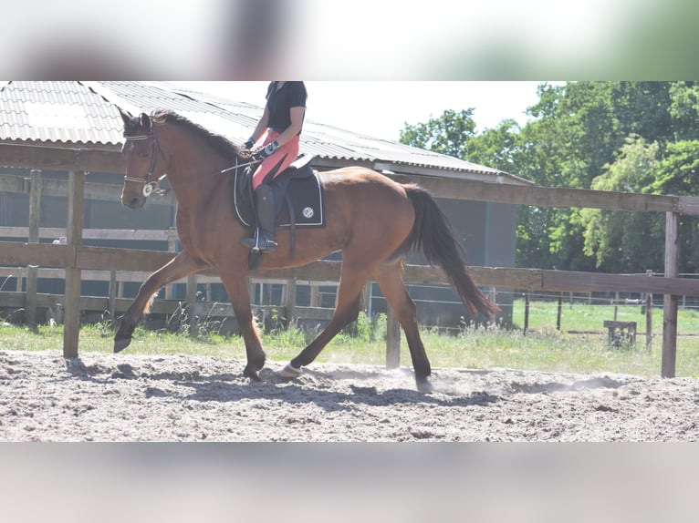 Autres races Hongre 5 Ans 155 cm Bai in Achtmaal