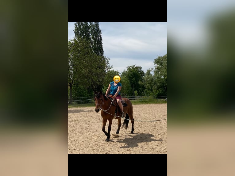 Autres races Croisé Hongre 5 Ans 155 cm Bai in Gem&#xFC;nden (Wohra)