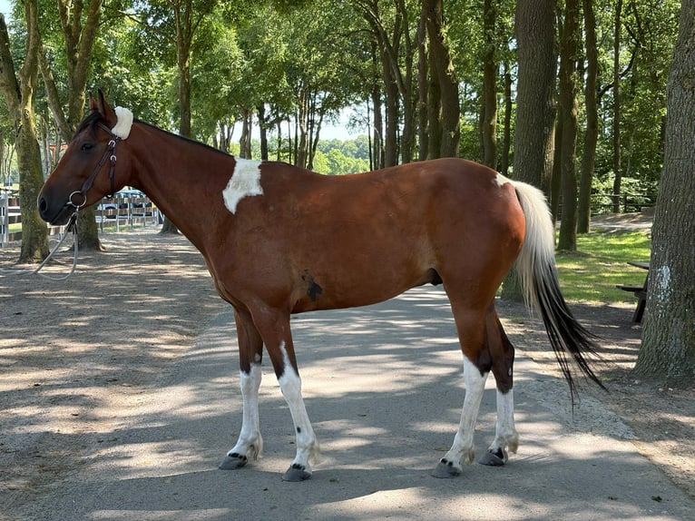 Autres races Hongre 5 Ans 155 cm Pinto in Lathen