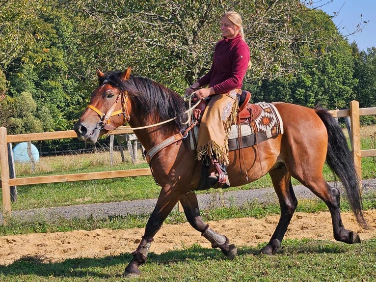 Autres races Hongre 5 Ans 156 cm Bai in Linkenbach