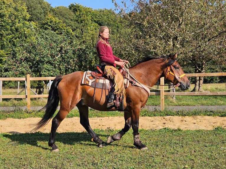 Autres races Hongre 5 Ans 156 cm Bai in Linkenbach