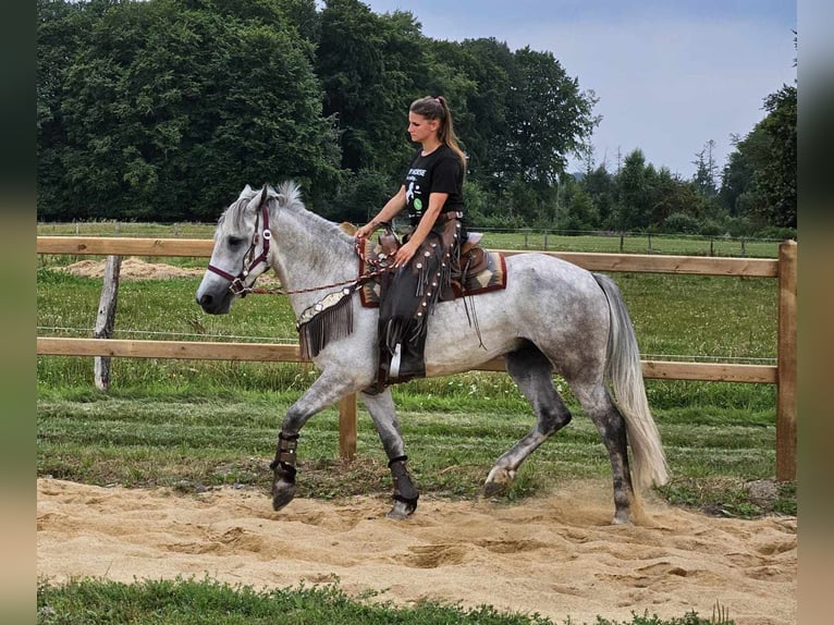 Autres races Hongre 5 Ans 156 cm Gris in Linkenbach