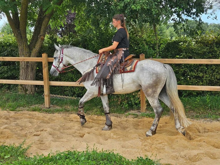 Autres races Hongre 5 Ans 156 cm Gris in Linkenbach