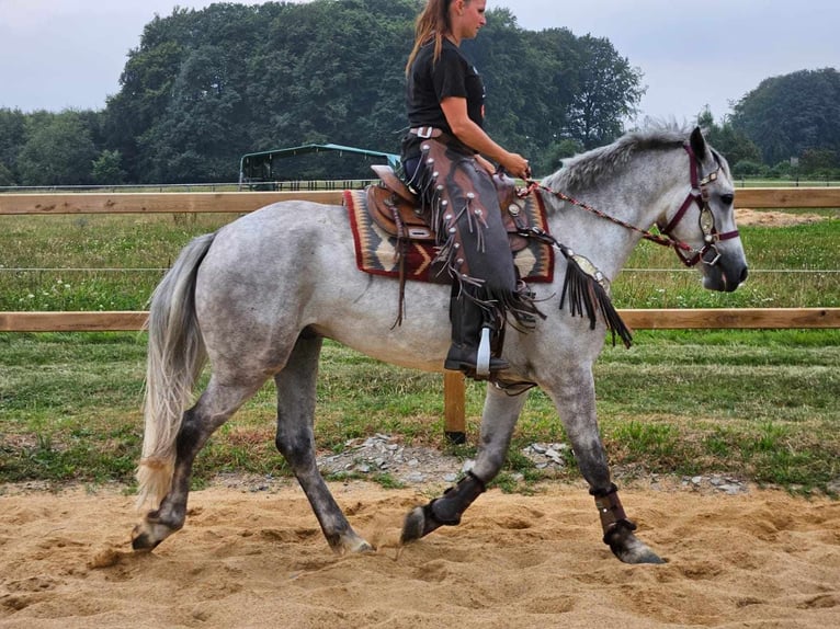 Autres races Hongre 5 Ans 156 cm Gris in Linkenbach