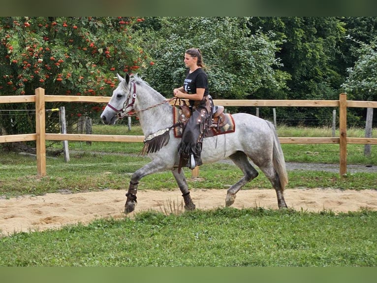 Autres races Hongre 5 Ans 156 cm Gris in Linkenbach