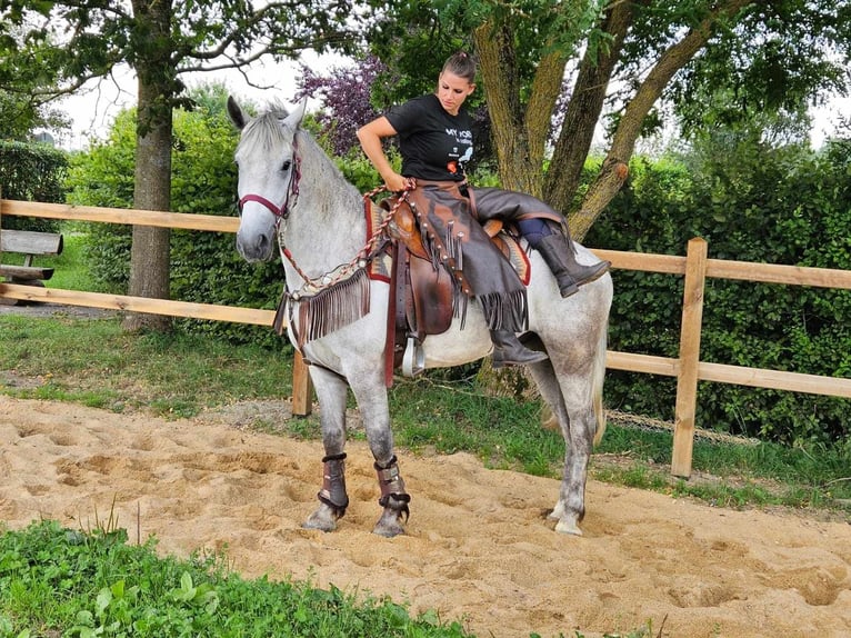 Autres races Hongre 5 Ans 156 cm Gris in Linkenbach