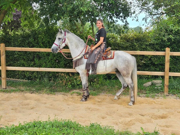 Autres races Hongre 5 Ans 156 cm Gris in Linkenbach